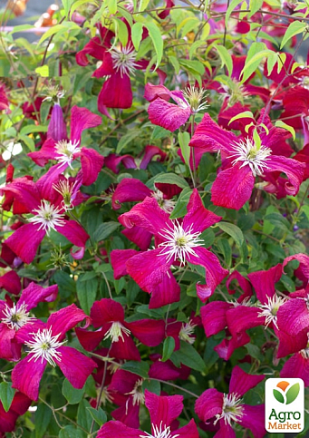 LMTD Клематис 2-х летний "Julia Correvon" (высота 40-60 см) - фото 6