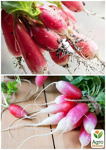 На развес Редис "Богиня" ТМ "Весна" цена за 10г - фото 4
