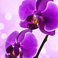 Орхидея Мини (Phalaenopsis) "Lilac"