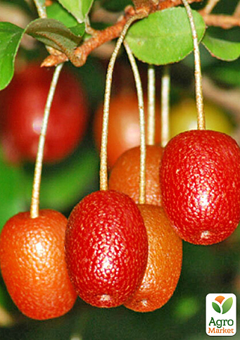 Гуми "Таиса" 2-х летний, высота 35-45см