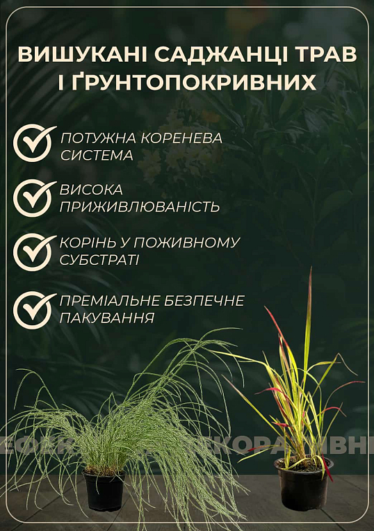 Тысячелистник красный "Flowerburst Red Shades" вазон С2