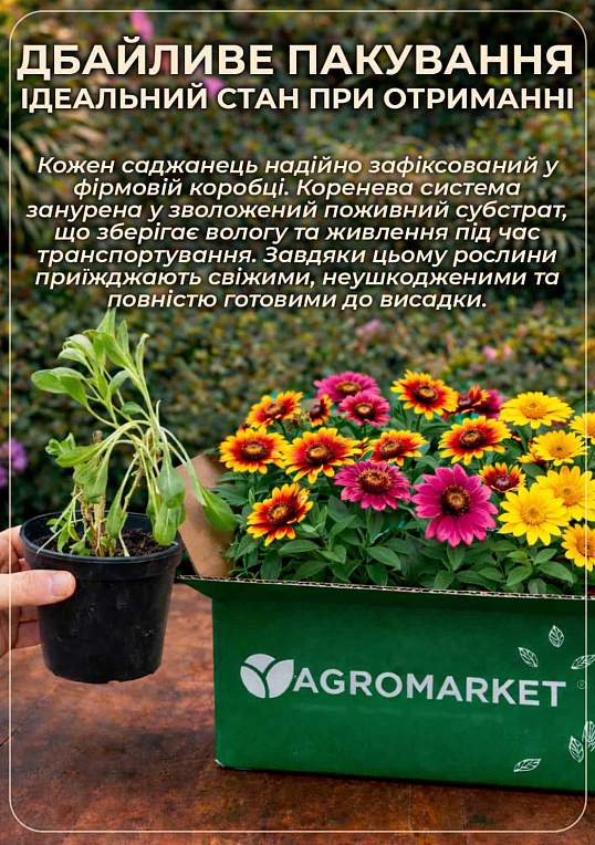 Рудбекия блестящая "Goldsturm" вазон С2