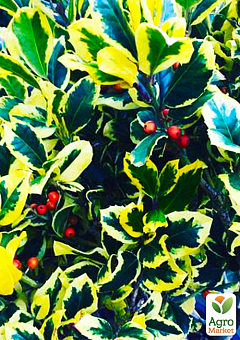 Падуб альтаклеренсис "Голден Кинг"(Ilex x altaclerensis "Golden King") вазон Р91