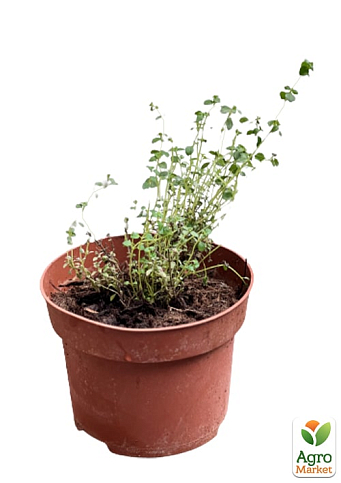 Чебрець "Mystic Lemon" (ґрунтопокривний, лікарський, широко застосовується в кулінарії) - фото 5