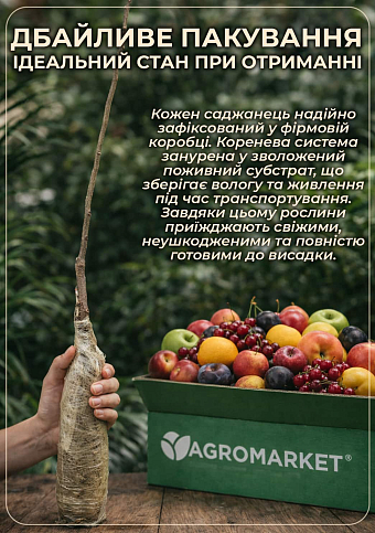 Черешня колоноподібна "Світ Чері" (великоплідна, середній термін дозрівання) - фото 3