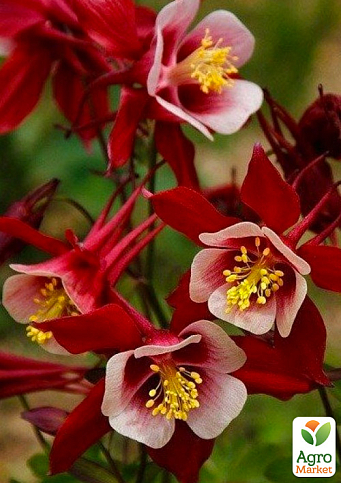 Аквилегия "Crimson Star" 1 шт в упаковке