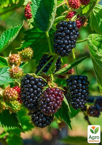 Ежевика "Caddo" (высокоурожайный сорт, ранний срок созревания) - фото 4