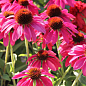 Эхинацея 2-х летняя "Pearl Magenta" вазон С1.5