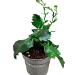 Каланхоэ Блоссфельда "MIX" Уценка" (Kalanchoe Blossfeldiana) (Нидерланды) купить