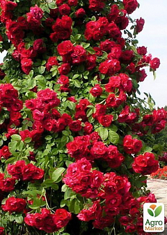Роза плетистая "Red Parfum®"1