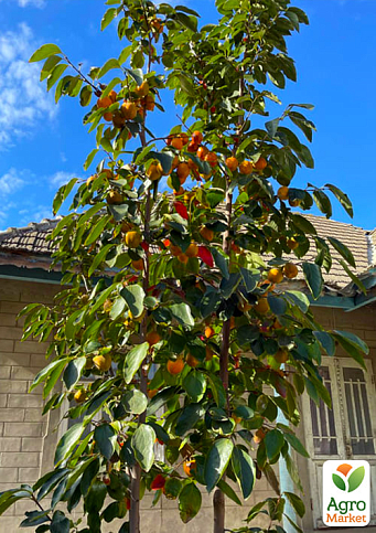 Хурма на віргінській морозостійкій підщепі  "Зенджи мару" (Шоколадниця) вищий сорт! - фото 5