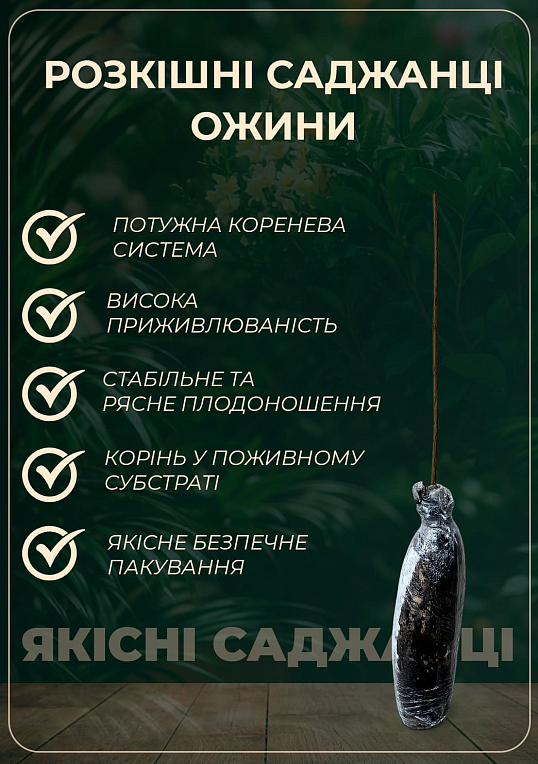 Ексклюзив! Ожина чорна "Садове диво" (Garden miracle) (преміальний високоврожайний сорт, середньраннього терміну дозрівання)