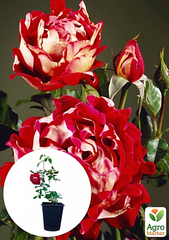 Троянда в контейнері флорибунда "Mystique Ruffles" (саджанець класу АА+)1