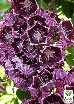 Кальмия latifolia "Latchmin"2