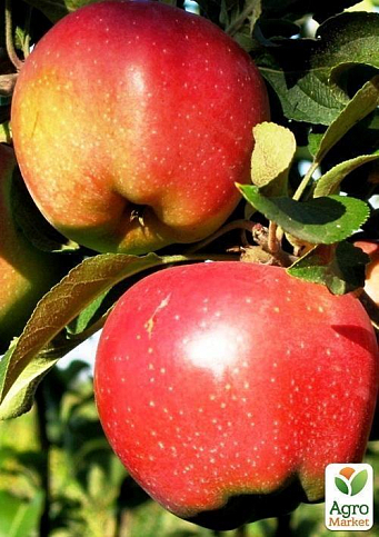 Яблоня "Камео" (зимний сорт, поздний срок созревания) - фото 4