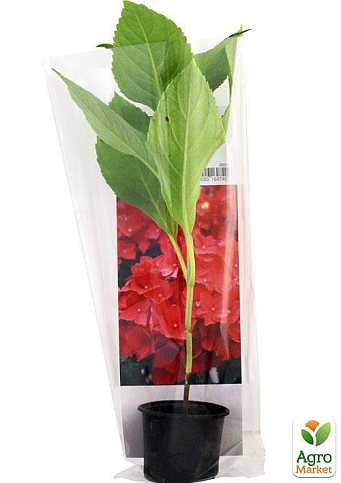 Ексклюзив! Гортензія крупнолиста рубіново-червона "Фламенко" (преміальний, невибагливий сорт) - фото 6