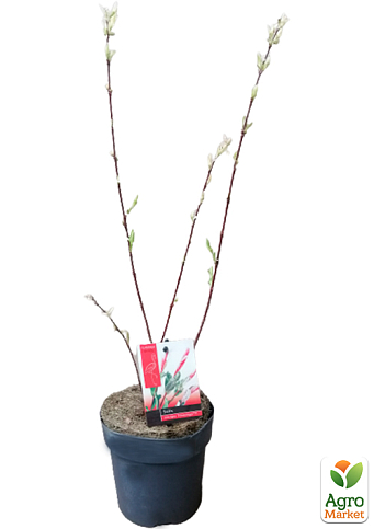 LMTD Ива розоволистная "Flamingo"  - фото 7