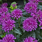 Бергамот (Монарда)  "Pardon My Purple"