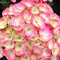 Гортензия цветущая крупнолистная "Рембранд Дольче чик" (Hydrangea macrophylla Rembrandt Dolce Chic) вазон С1,5