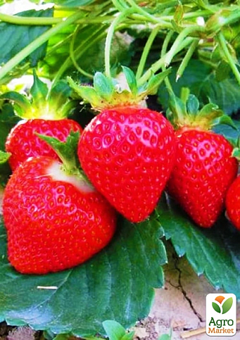 Клубника "Кори" (Cory) (крупноплодный сорт, высокие вкусовые качества, средний срок созревания,)