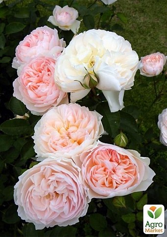 Троянда англійська плетиста "Серце троянди" (саджанець класу АА +) вищий сорт - фото 5