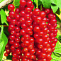 Смородина червона "Ровада" (Rovada) (середньо-пізній термін дозрівання, має великі, тверді і блискучі ягоди)