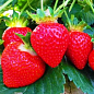 Клубника "Кори" (Cory) (крупноплодный сорт, высокие вкусовые качества, средний срок созревания,)