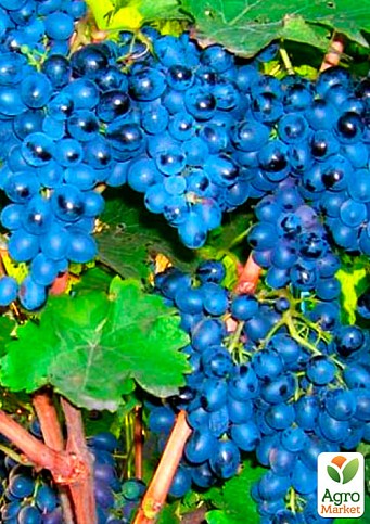 Виноград "Антей Магарача" (винный, ранне-средний срок созревания, имеет мускатный насыщенный вкус) - фото 2
