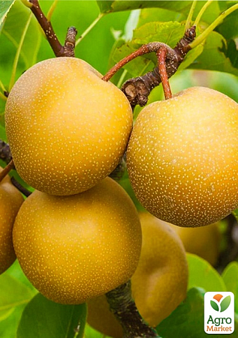 Азіатська груша "Шин Лі" (осінній сорт)