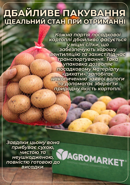 Картопля "Рікарда" насіннєва рання (1 репродукція) 1кг