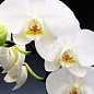 Орхидея Мини (Phalaenopsis) "White"