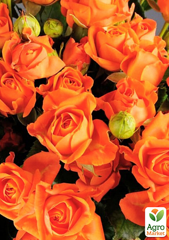 Роза мелкоцветковая (спрей) "Оранж Бейби" (саженец класса АА+) высший сорт