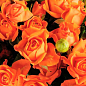 Роза мелкоцветковая (спрей) "Оранж Бейби" (саженец класса АА+) высший сорт