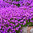 Обриета "Purple Cascade " (контейнер Р9) цена
