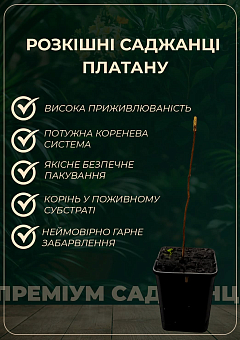 Платан західний «Platanus occidentalis» (декоративний, морозостійкий)3