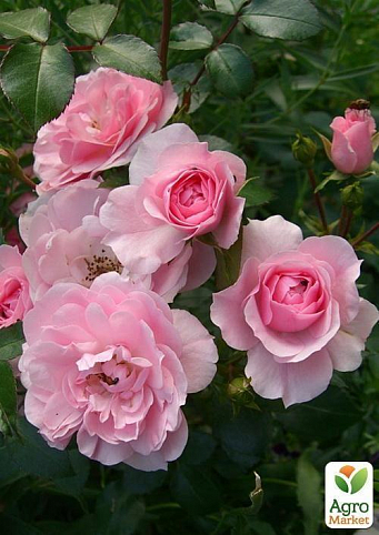 Роза полиантовая "Боника" (саженец класса АА+) высший сорт