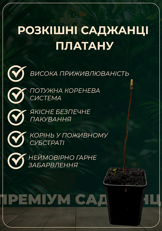 Платан западный "Platanus occidentalis" (декоративный, морозостойкий) - фото 2
