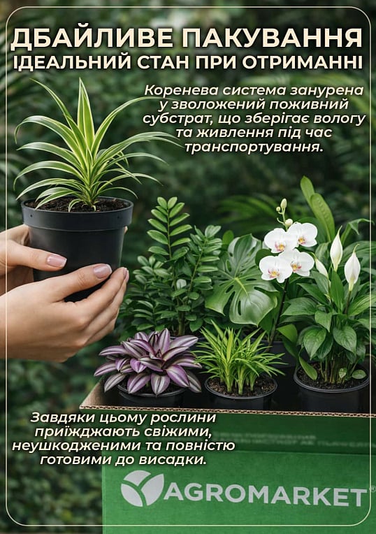 Диффенбахия (Dieffenbachia) "Tropic Snow" высота 40-60см