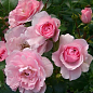 Роза полиантовая "Боника" (саженец класса АА+) высший сорт