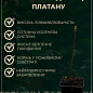Платан западный "Platanus occidentalis" (декоративный, морозостойкий) купить