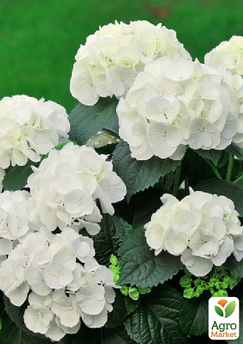 Гортензия крупнолистная "Soeur Therese" вазон Р9 - фото 3
