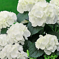 Гортензия крупнолистная "Soeur Therese" вазон Р9 цена