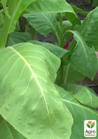 На развес семена Табак курительный "Дюбек" ТМ "Весна" цена за 1г - фото 2