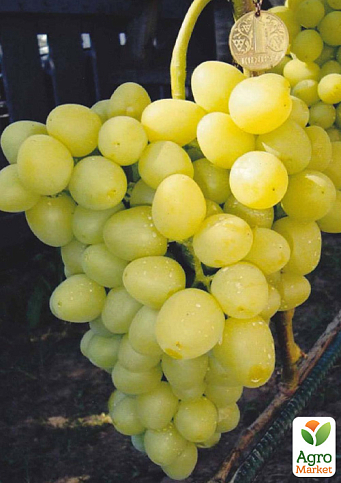 Виноград «Блондинка» (ранній, соковитий, солодкий мускат)