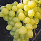 Виноград «Блондинка» (ранній, соковитий, солодкий мускат)