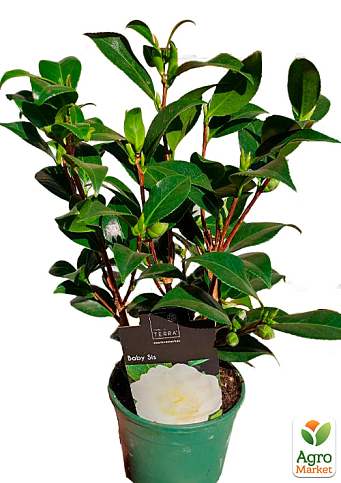 LMTD Камелия цветущая японская 2-х летняя "Baby Sis" (высота 30-40см) - фото 5