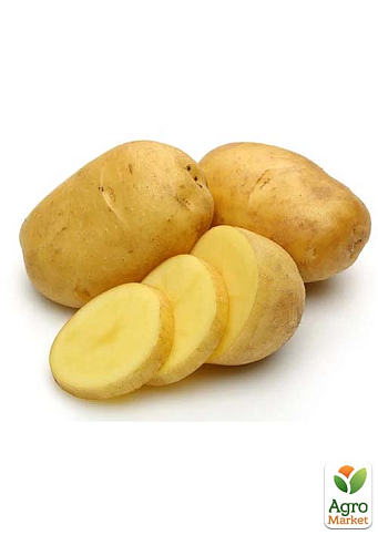 Картопля "Берніна" насіннєва середньостигла (1 репродукція) 1кг - фото 4