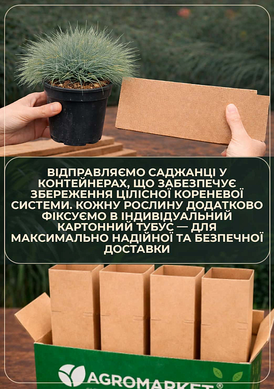 Овсяница зеленая "Готье" вазон С1, диаметр 15-20см