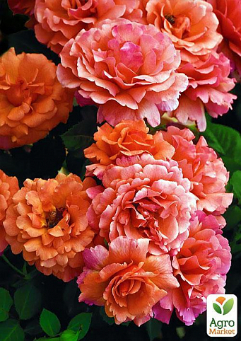 Эксклюзив! Роза флорибунда абрикосово-розовая "Народная любовь" (Folk love) (саженец класса АА+, премиальный обильно цветущий сорт)
