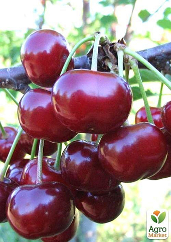 Вишня "Кришана" (летний сорт, ранний срок созревания) - фото 4